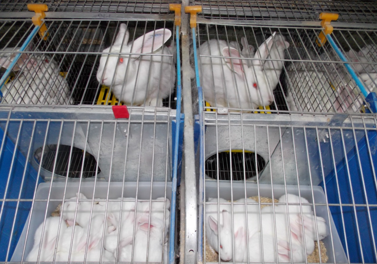 Оптимальные размеры клеток для кроликов